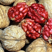 Taber 3 Yaş Aşılı Kırmızı Ceviz Fidanı