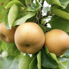 Taber Tüplü, Aşılı, Nashı Atago Armut Fidanı