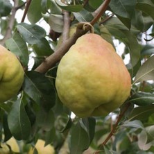 Taber 3 Yaş Aşılı Deveci Armut Fidanı, Torbada