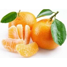 Taber 3 Yaş Aşılı Okitsu Erkenci Mandalina Fidanı, Torbalı