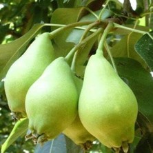 Taber 3 Yaş Aşılı Akça Armut Fidanı, Torbada