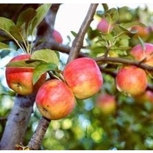 Taber 3 Yaş, Aşılı Elma Fidanı Amasya, Torbada