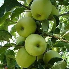 Taber 3 Yaş, Aşılı Elma Fidanı Golden Reinders, Torbada