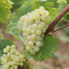 Taber Sauvignon Sugar Yellow Blanc Tüplü Üzüm Fidanı