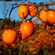 Taber Aşılı Trabzon Hurması Cennet Elması Fidanı, Torbada