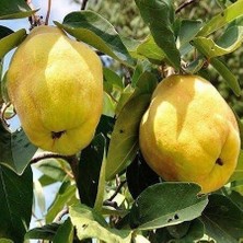 Taber 7 Yaş Aşılı Eşme Ayva Fidanı , Saksıda
