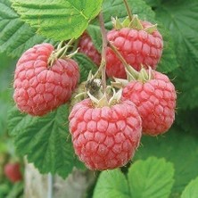 Taber Aksu Pembesi Ahududu Fidanı, Torbada