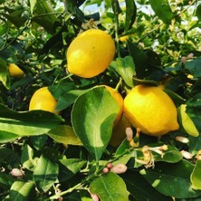 Taber 6 Yaş Aşılı Yediveren Limon Fidanı, Saksıda