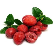 Taber 1 Yaş Natal Eriği Fidanı Küçük Boy