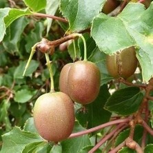 Taber 2 Yaş Bavyera Yeşil Kırmızı Mini Kivi Fidanı (Dişi), Torbada