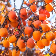 Taber 2 Yaş, Aşılı Trabzon Hurması Hachia Fidanı, Torbada