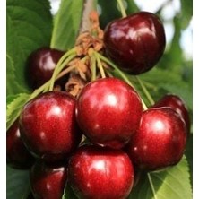 Taber 3 Yaş Aşılı Kiraz Fidanı Star Giant, Torbada