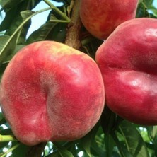 Taber 3 Yaş Aşılı, Paraguaya Yassı Şeftali Fidanı, Torbada