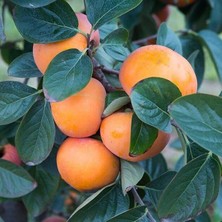 Taber 2 Yaş, Aşılı Trabzon Hurması Rojo Brillante Fidanı, Torbada