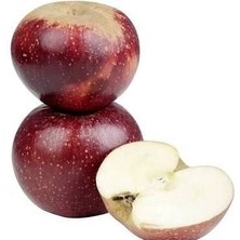 Taber 3 Yaş, Aşılı Elma Fidanı Arap Kızı, Torbada