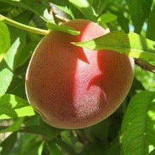 Taber 4 Yaş Aşılı Şeftali Fidanı Spring Lady, Saksıda