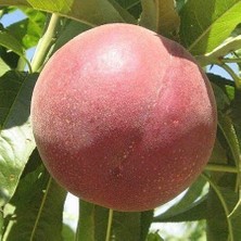 Taber 4 Yaş Aşılı Şeftali Fidanı Early Big, Saksıda