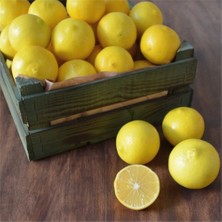 Taber 3 Yaş Aşılı Tatlı Limon Fidanı, Torbada