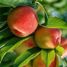 Taber 4 Yaş Aşılı Şeftali Fidanı CRESTHAVEN, Saksıda