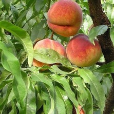 Taber 4 Yaş Aşılı Şeftali Fidanı Glohaven, Saksıda