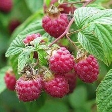 Taber Monrovia Kırmızı Hollanda Boduru Ahududu Fidanı, Torbada