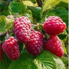 Taber Malling Promise İthal İri Ahududu, Torbada