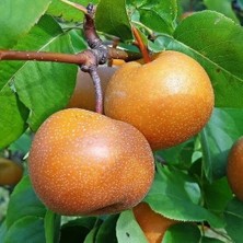 Taber 3 Yaş Aşılı Naşi Armudu, Saksıda