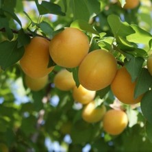 Taber 4 Yaş Aşılı Ninfa Erkenci Kayısı Fidanı, Saksıda