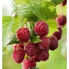 Taber Rubus Idaeus L. Yediveren Ahududu Fidanı, Torbada