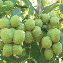 Taber Aşılı Kaman Cevizi Fidanı, Torbada