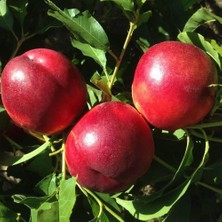 Taber 3 Yaş, Aşılı, Big Top Nektarin Fidanı, Torbada