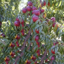 Taber 3 Yaş, Aşılı, Venüs (Erkenci) Nektarin Fidanı, Torbada