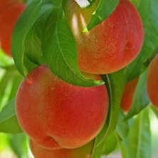 Taber 3 Yaş Aşılı Şeftali Fidanı Françoıse, Torbada