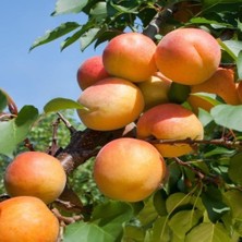 Taber Tüplü Aşılı Erkenci Aurora Kayısı Fidanı +80CM