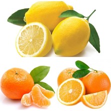 Taber 3'lü Narenciye Fidanı Paketi (Limon Portakal Mandalin)