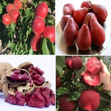 Taber Tüplü Kırmızı Meyve Fidanı Paketi