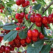 Taber 3 Yaş Aşılı Kiraz Fidanı Early Burlat (Yarımca), Torbada