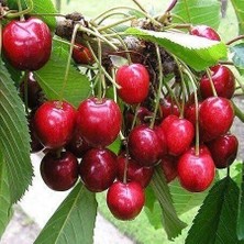 Taber 3 Yaş Aşılı Kiraz Fidanı Spring Grass, Torbada