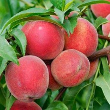 Taber 3 Yaş Aşılı Şeftali Fidanı BİG RED, Torbada