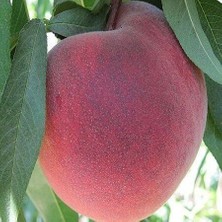 Taber 3 Yaş Aşılı Şeftali Fidanı O Henry, Torbada