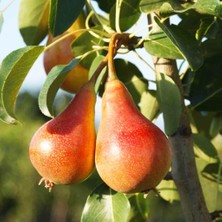 Taber Tüplü, Aşılı, June Gold / Haziran Altını Armut Fidanı