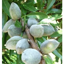 Taber Tüplü, Aşılı Lauenne Tam Bodur Badem Fidanı (Meyve Verir Yaşta)