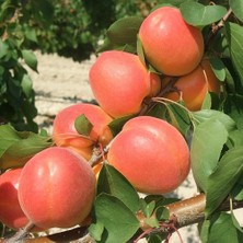 Taber 4 Yaş Aşılı Mogador Çok Erkenci Kaysı Fidanı, Saksıda