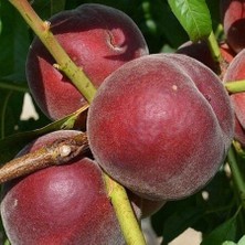 Taber 3 Yaş Aşılı Şeftali Fidanı Royal Glory, Torbada