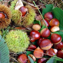 Taber Tüplü Sarı Aşılama Kestane Fidanı