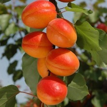 Taber Tüplü Aşılı Aldeniz Perfect Red Cinsi Kayısı Fidanı +80CM