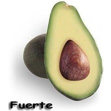 Taber 3 Yaş Aşılı Fuerte Avakado Fidanı, Torbada