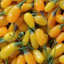Taber Saksıda Jumbo İri Taneli Sarı Gojiberry Fidanı