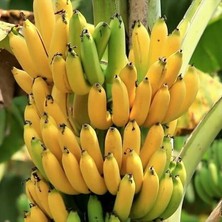 Taber İri Meyveli Grand Naine Muz Fidanı, Torbada