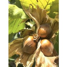 Taber Fındık Fidanı Çakıldak, 80-100 Cm, Torbada